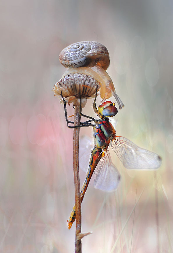 Dragonfly and snail  Red-veined darter,Sympetrum fonscolombii