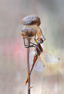 Dragonfly and snail  Red-veined darter,Sympetrum fonscolombii