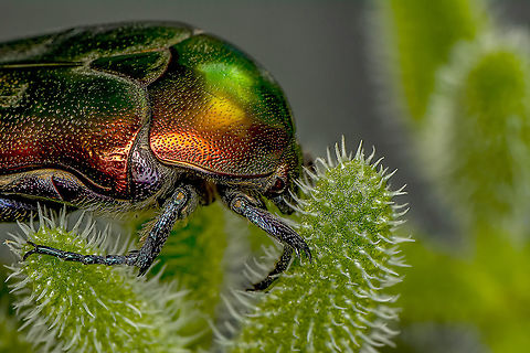 Rose chafer, Cetonia aurata  Cetonia aurata,Rose chafer