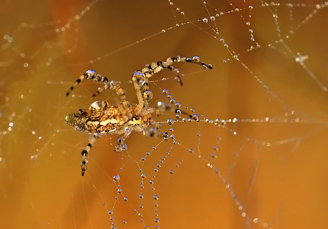 Spider in web with dew drops  spider