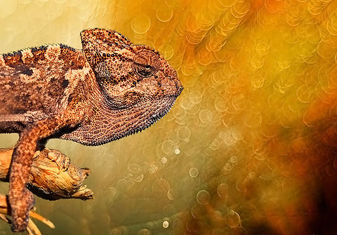 Awesome chameleon  Chamaeleo chamaeleon,Common Chameleon