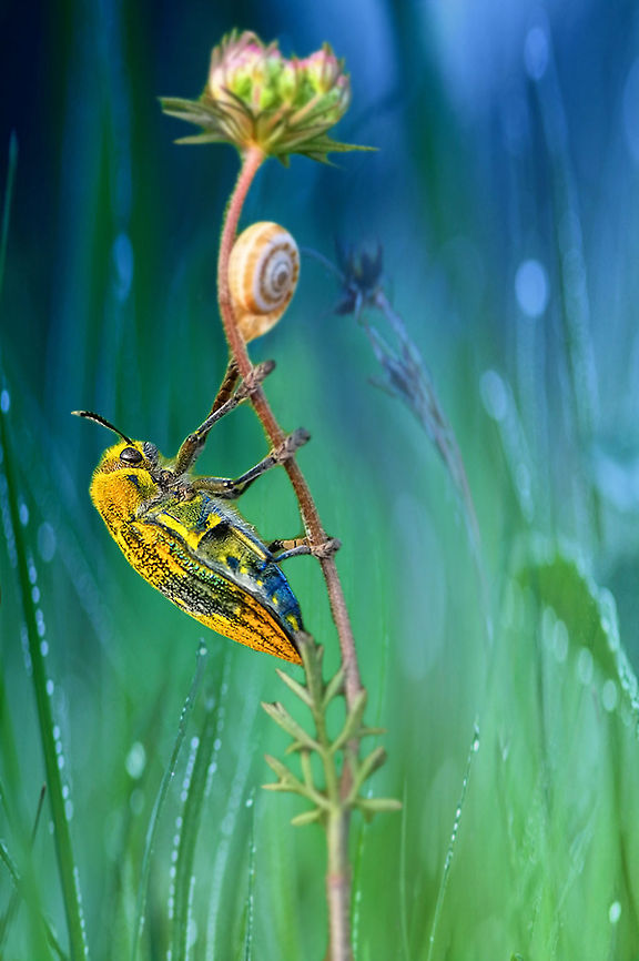 Yellow bug climbs flower  Ehrenbergi's Jewel Beetle,Julodis ehrenbergii