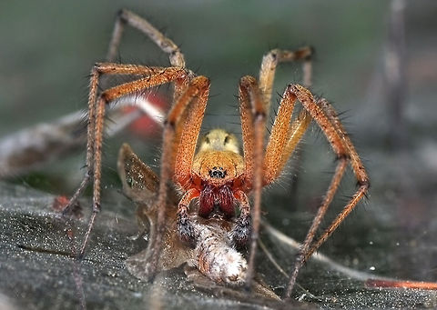 Large spider eating prey  spider