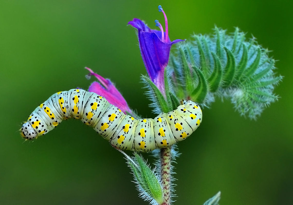 Mullein caterpillar  Cucullia verbasci,Mullein moth