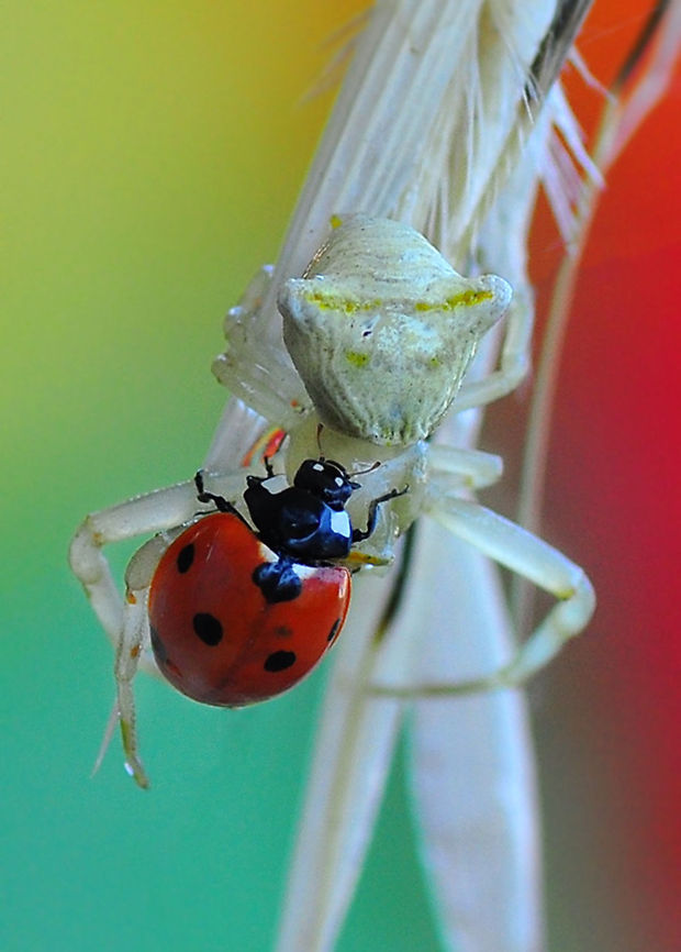 Ladybird and spider  Thomisus onustus
