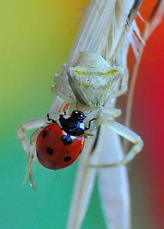 Ladybird and spider  Thomisus onustus