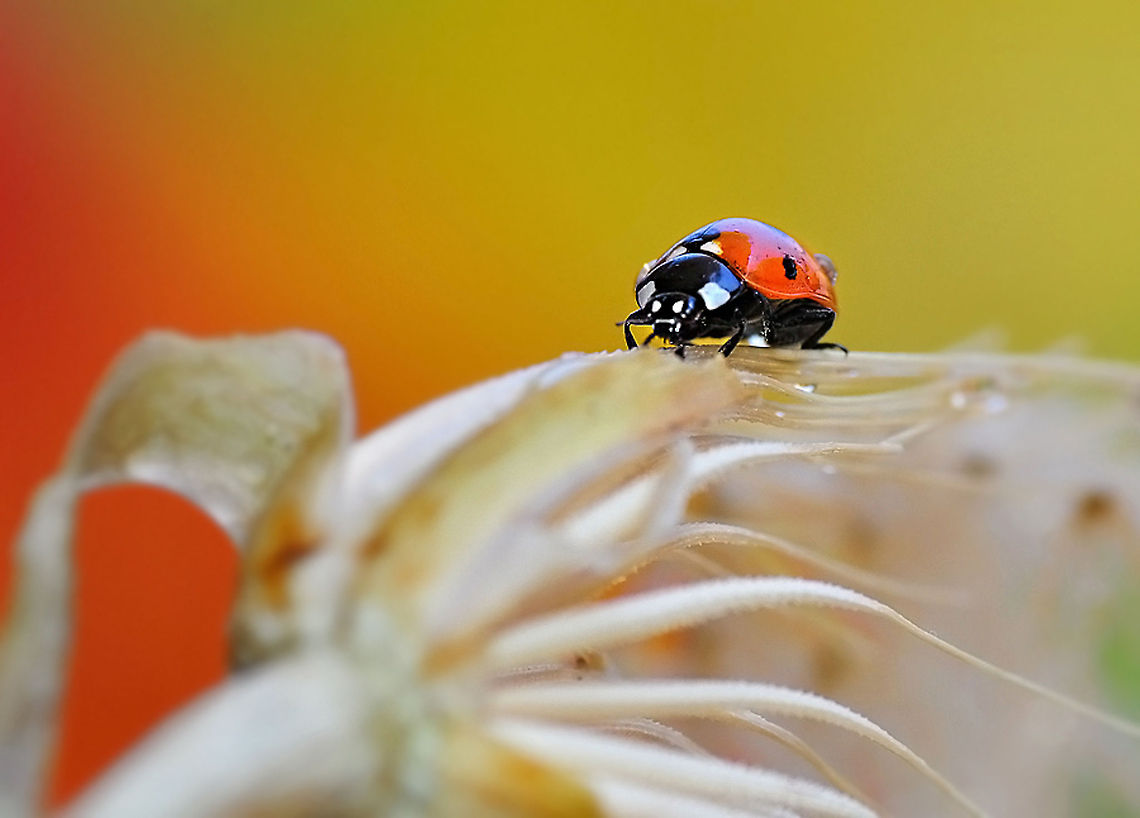 7-spot Ladybird walks dried out flower  7-spot Ladybird,Coccinella septempunctata