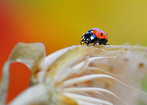 7-spot Ladybird walks dried out flower  7-spot Ladybird,Coccinella septempunctata