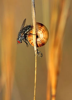 Fly on snail