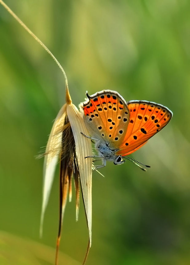 Lesser Fiery Copper on oat  Lycaena thersamon