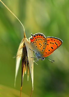 Lesser Fiery Copper on oat  Lycaena thersamon