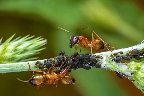 That eats macro aphids of an ants on Silybum marianum  Geotagged,Spring,Turkey