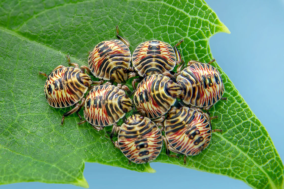 OZT_1516  Geotagged,Spring,Turkey