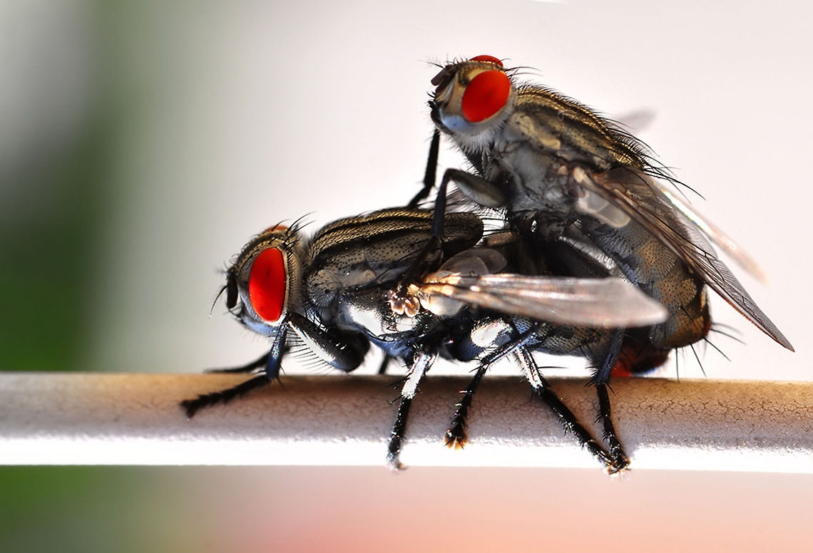 Flesh flies