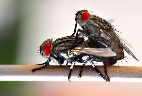 Flesh flies