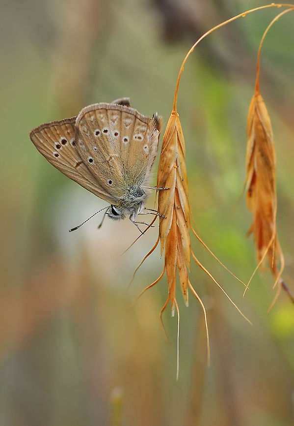 DSC_5000-site  Common Blue,Polyommatus icarus