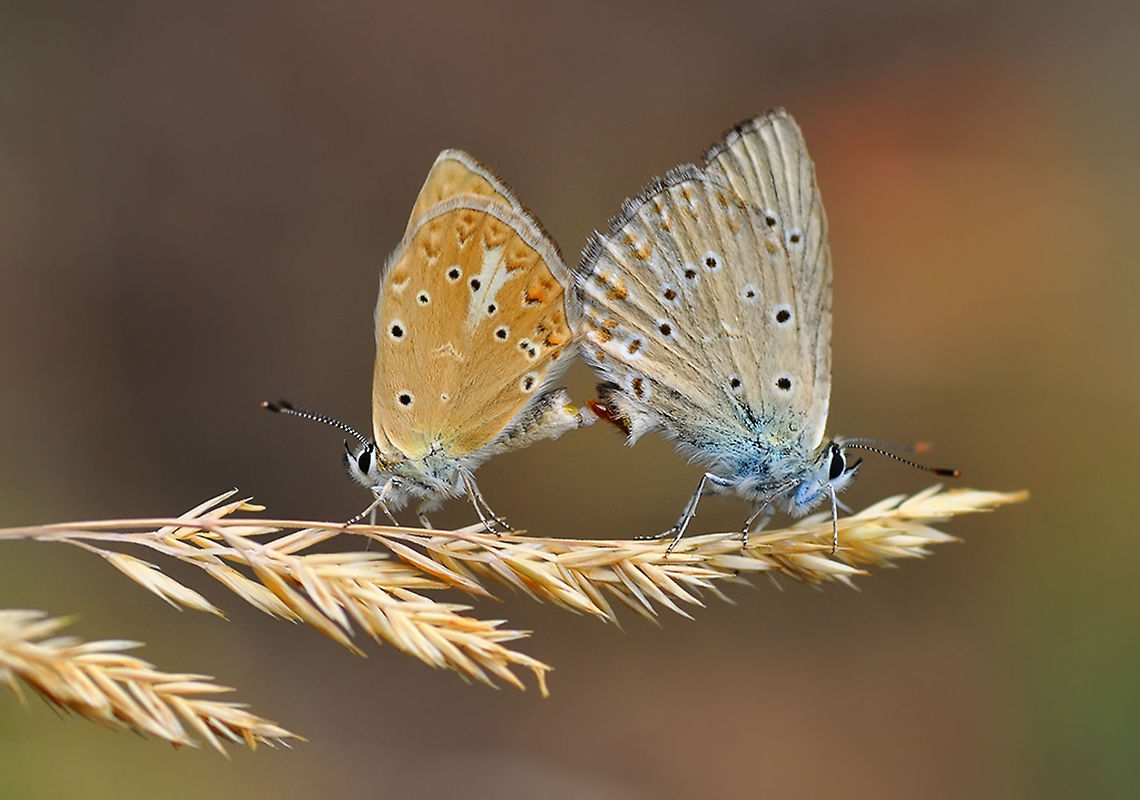 DSC_5124-site  Common Blue,Polyommatus icarus