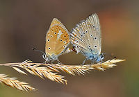 DSC_5124-site  Common Blue,Polyommatus icarus