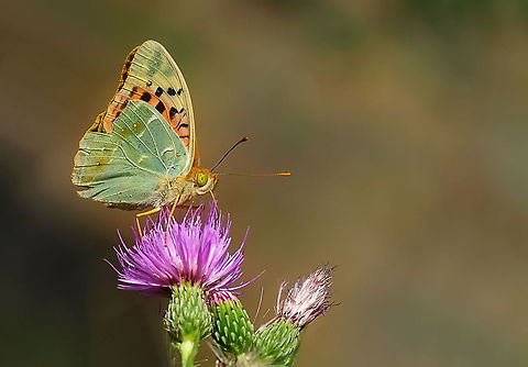 Cardinal butterfly  Argynnis pandora,Cardinal
