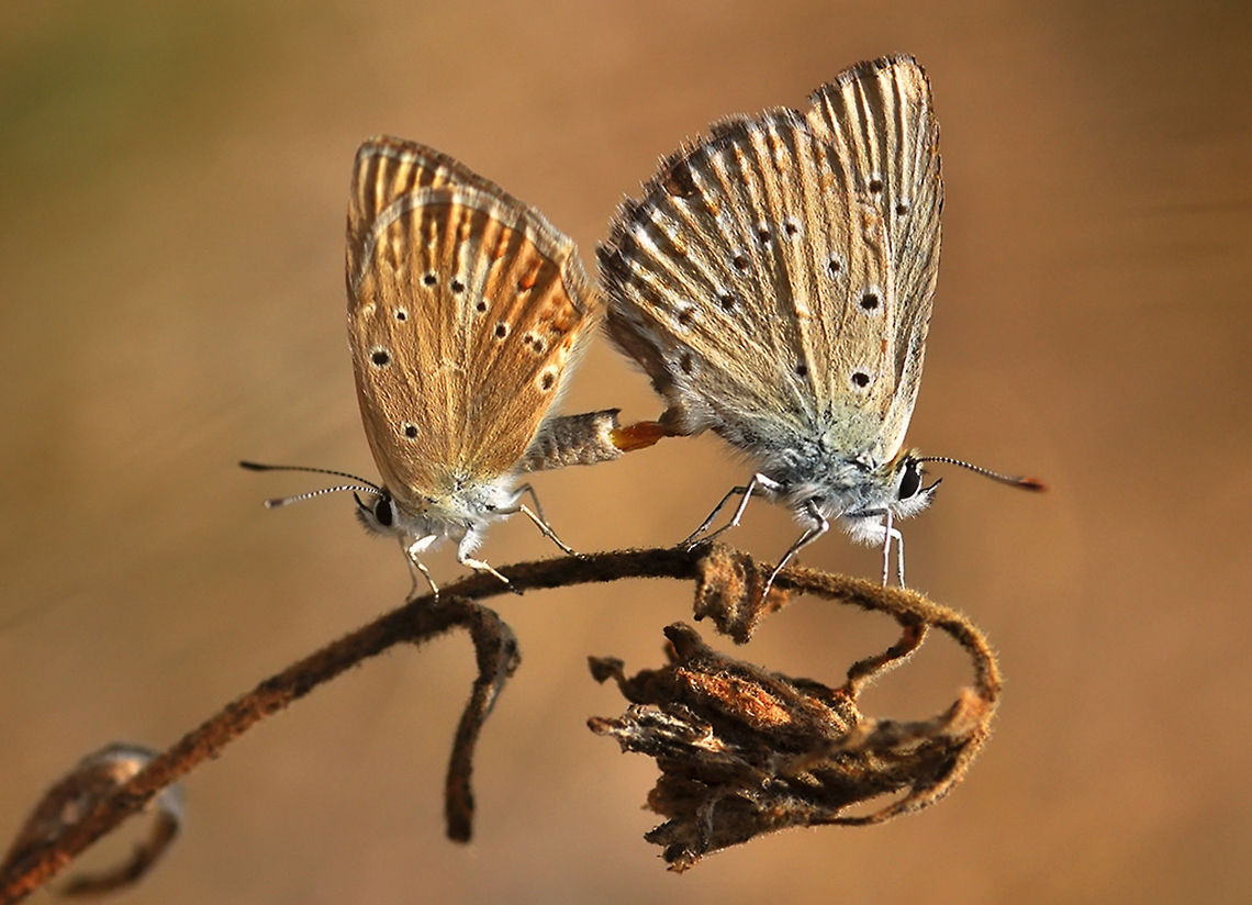 DSC_5133-site  Common Blue,Polyommatus icarus