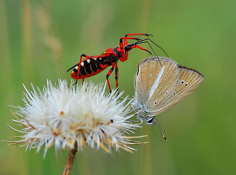 Assassin bug and butterfly  Rhynocoris iracundus