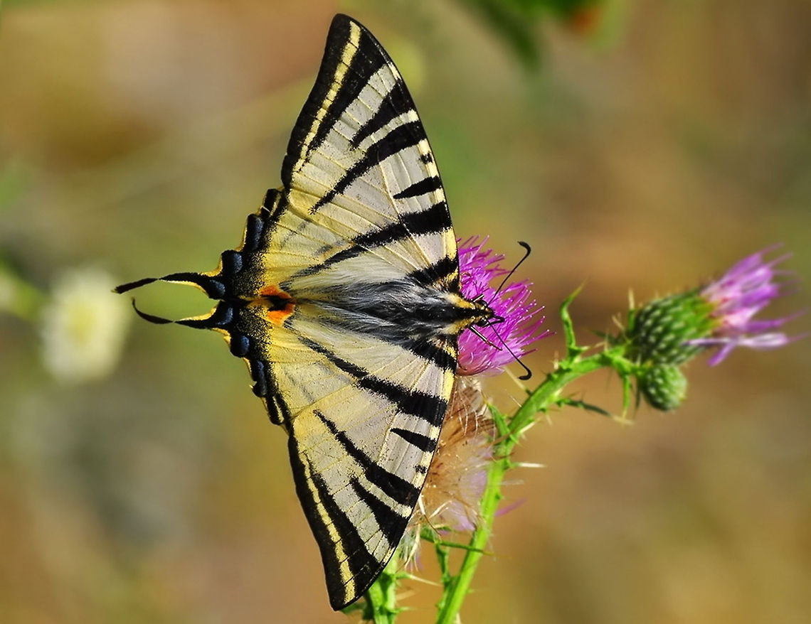 Pear-tree Swallowtail  Iphiclides podalirius,Scarce Swallowtail