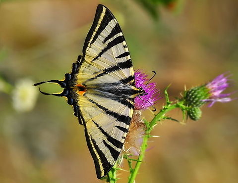 Pear-tree Swallowtail  Iphiclides podalirius,Scarce Swallowtail