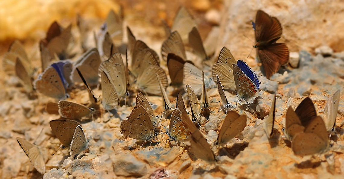 Blues  Common Blue,Polyommatus icarus