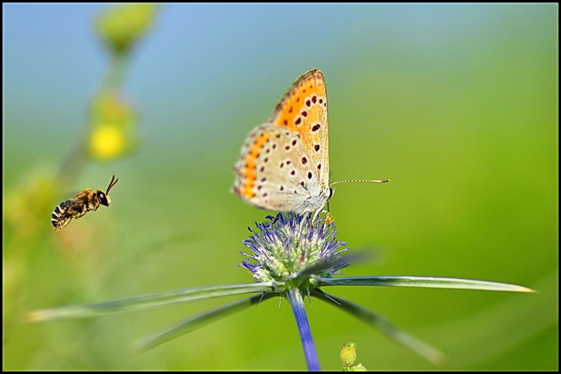 Butterfly and bee A butterfly an bee in competition on the nectar of a purple flower. Bees,Butterfly,Lycaena thersamon,Rhopalocera