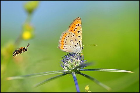 Butterfly and bee A butterfly an bee in competition on the nectar of a purple flower. Bees,Butterfly,Lycaena thersamon,Rhopalocera