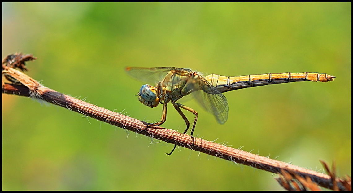 Dragonfly Sideview of a Dragonfly on a branch. Dragonfly,Epiprocta,Insects,Macro