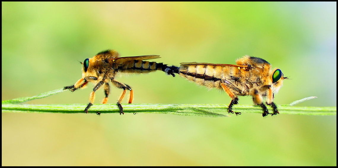 Twin insects Two insects caught in the act of mating. Both seem to be pulling in different directions. Arthropoda,Asilidae,Insects,robber Fly