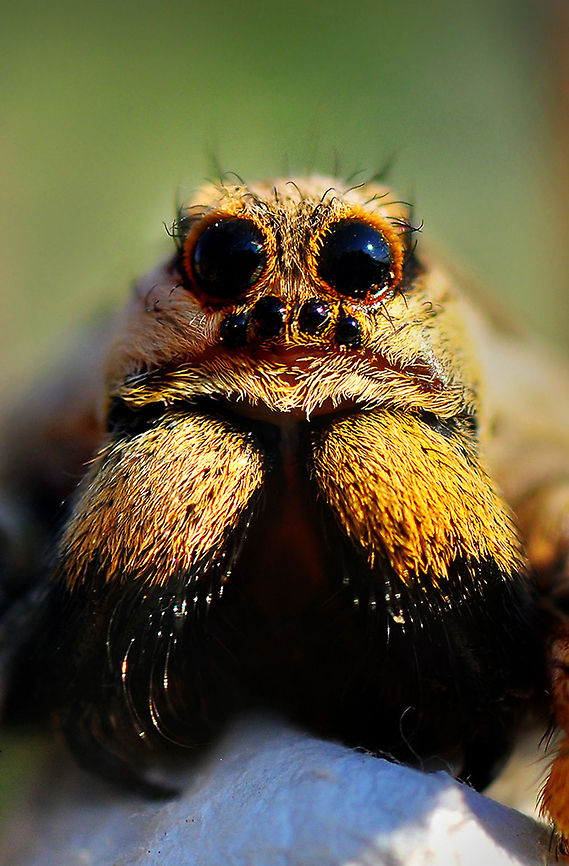 Spider portrait