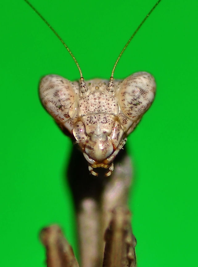 Praying Mantis portrait