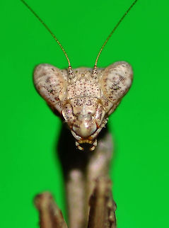 Praying Mantis portrait