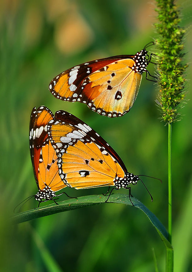 Plain Tiger Butterflies  African Monarch,Danaus chrysippus