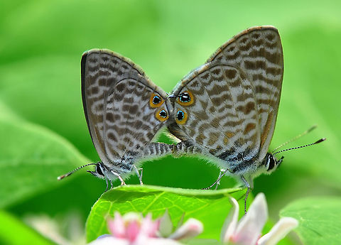 Lang's Short-tailed Blue  Leptotes pirithous