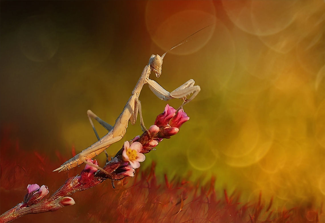Mantis side view