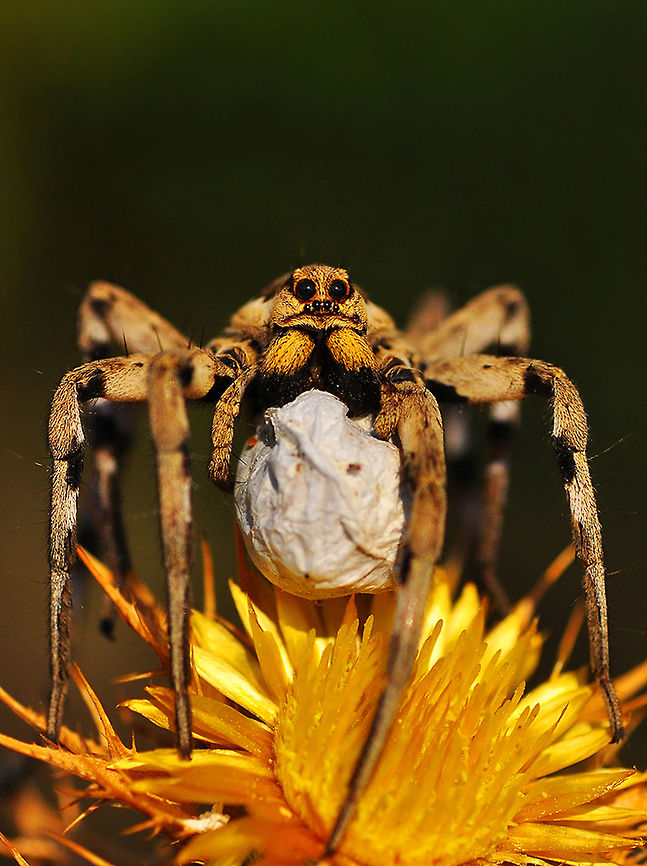 Spider with egg sac