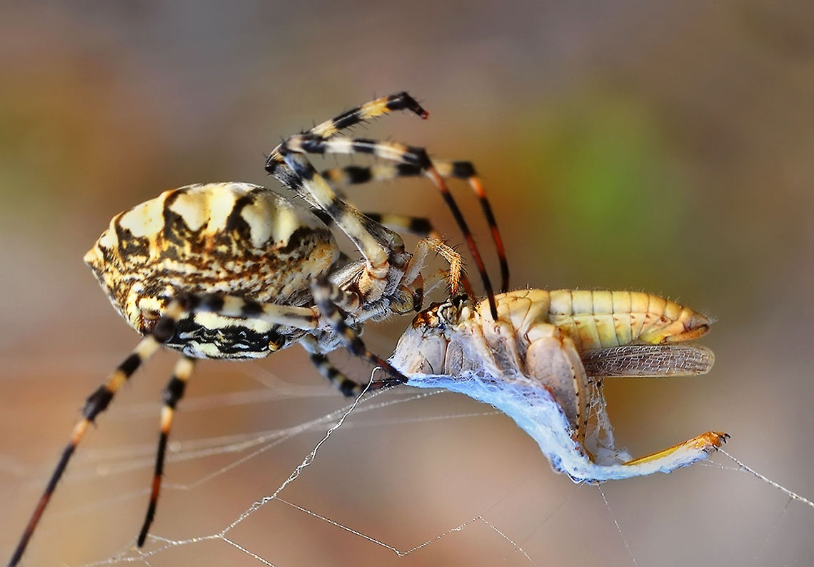 Wasp spider feeding (macro)  Argiope bruennichi,Wasp spider