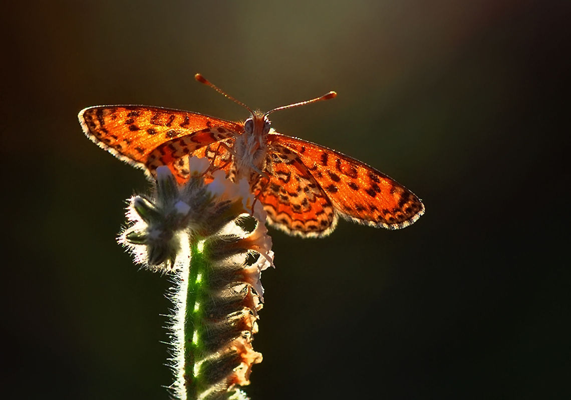 Lesser Spotted Fritillary  Melitaea trivia,The Lesser Spotted Fritillary