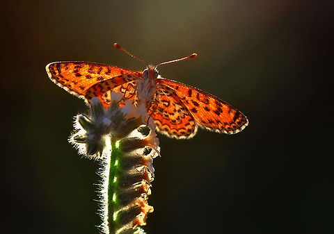 Lesser Spotted Fritillary  Melitaea trivia,The Lesser Spotted Fritillary