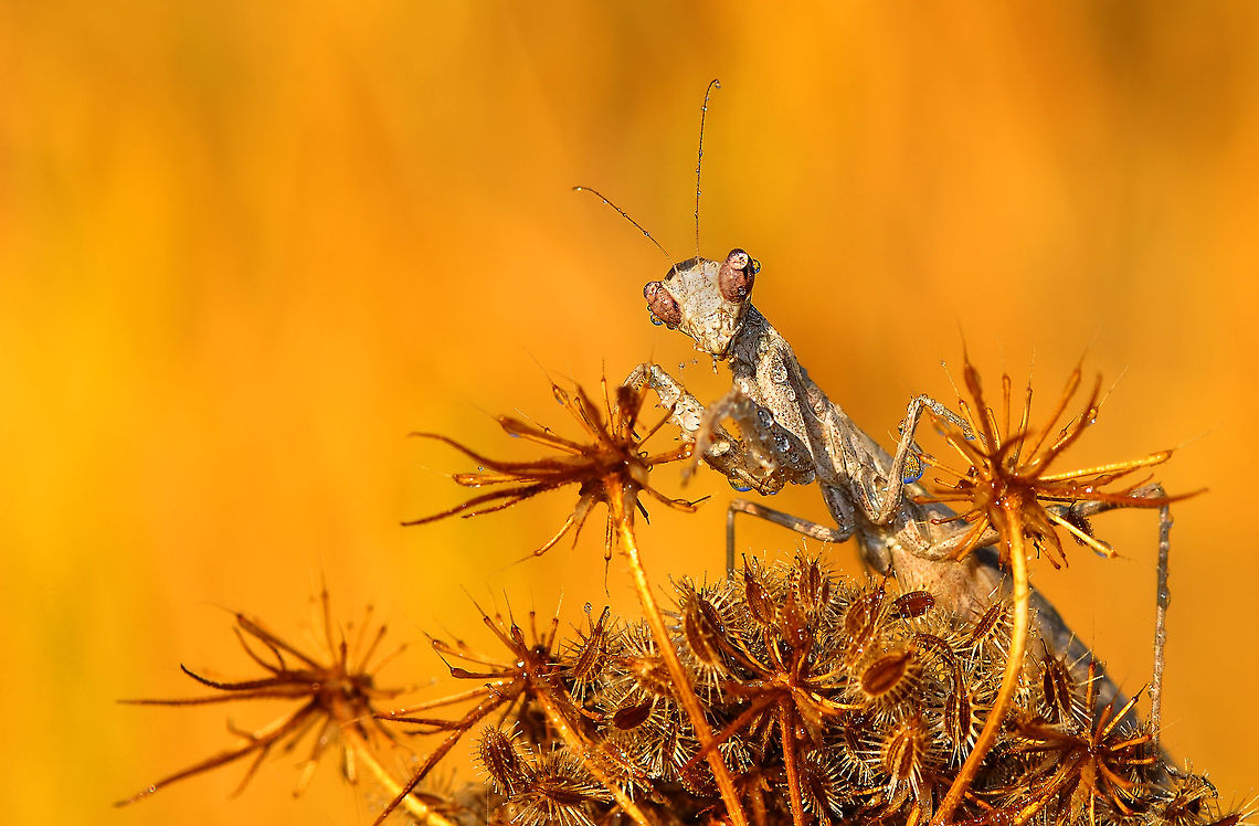 Mantis with dew drops  insects,macro,mantis