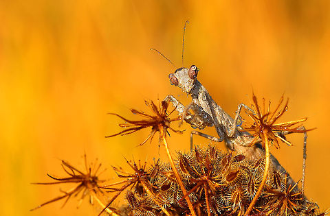 Mantis with dew drops  insects,macro,mantis
