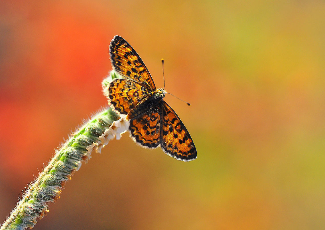 Lesser Spotted Fritillary  Melitaea trivia,The Lesser Spotted Fritillary