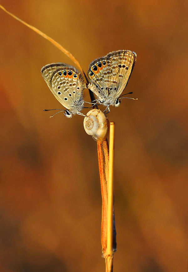 Grass Jewel butterflies  Chilades trochylus,Grass Jewel
