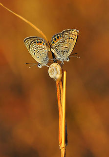 Grass Jewel butterflies  Chilades trochylus,Grass Jewel