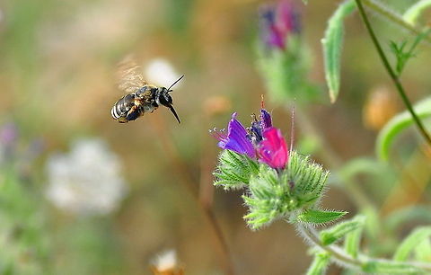 Echium judaeum A bee approaches a beautiful flower to feast on its nectar. Echium judaeum,Insects