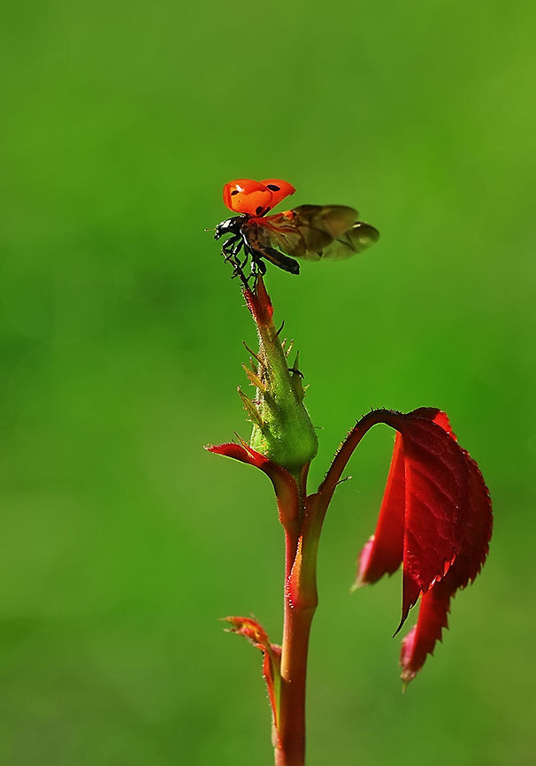 Ladybird on a rose bud  7-spot Ladybird,Coccinella septempunctata