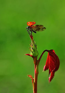 Ladybird on a rose bud  7-spot Ladybird,Coccinella septempunctata